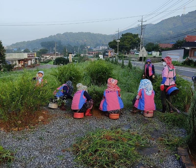 생활개선회제초작업