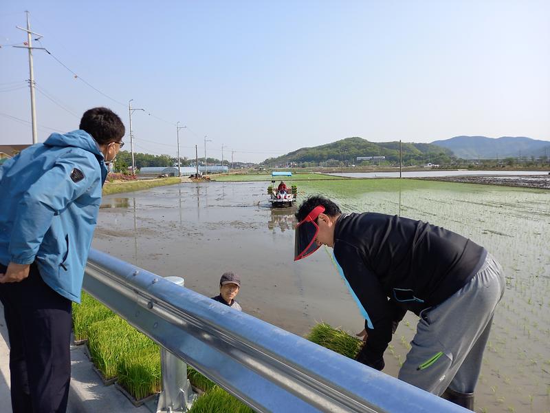 선원면_모내기_사진1