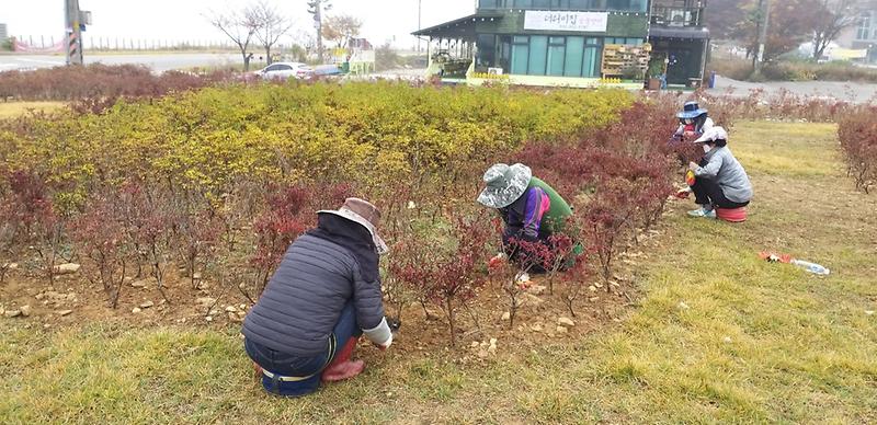 신정리_철쭉밭_제초1