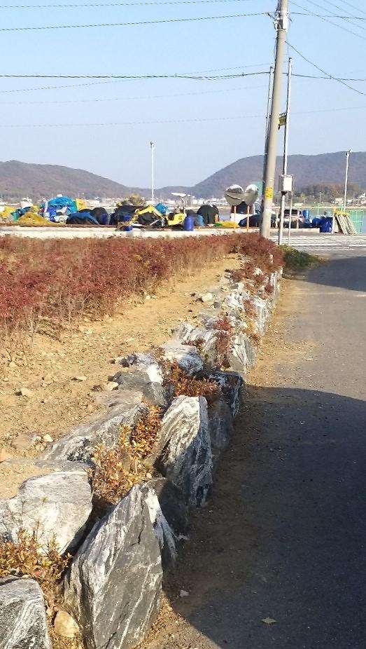 신정리_철쭉밭_제초2