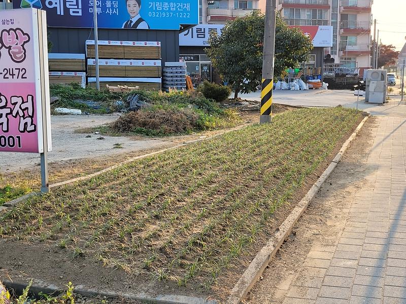 우리마을_맥문동3