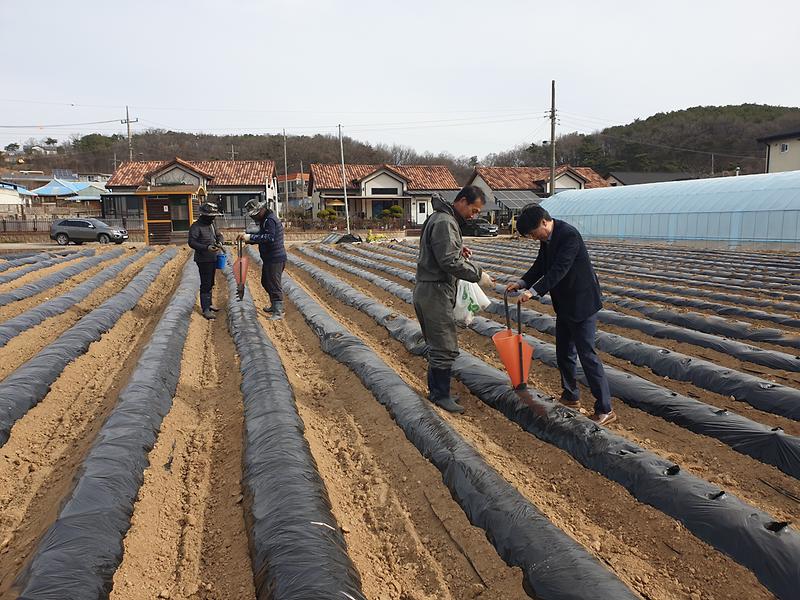 관련사진(감자파종_1)