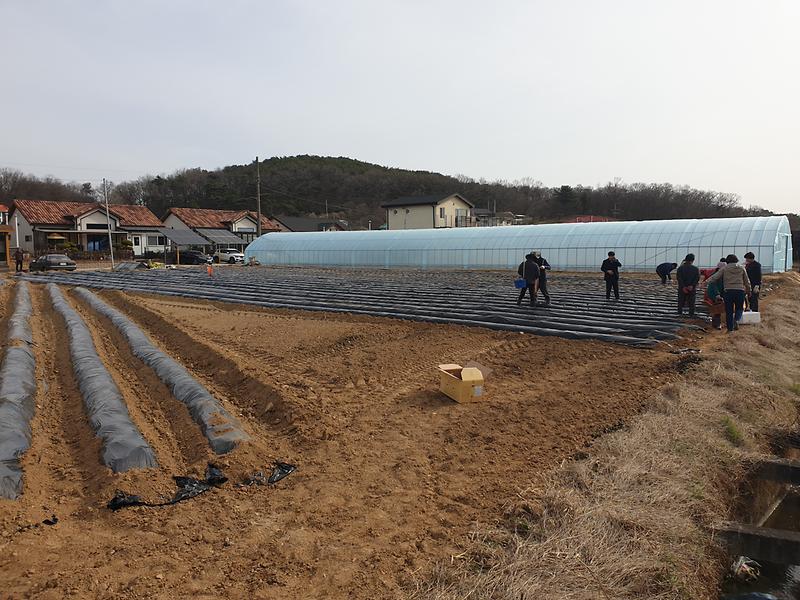 관련사진(감자파종_2)