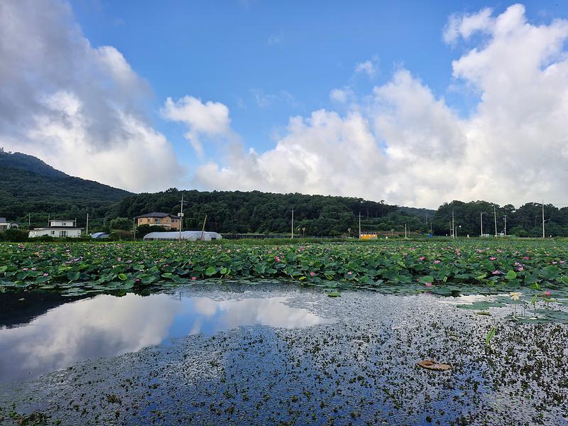 고구저수지_연꽃1