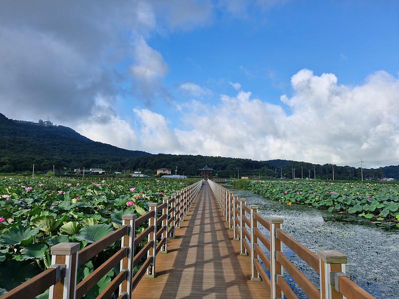 고구저수지_연꽃2