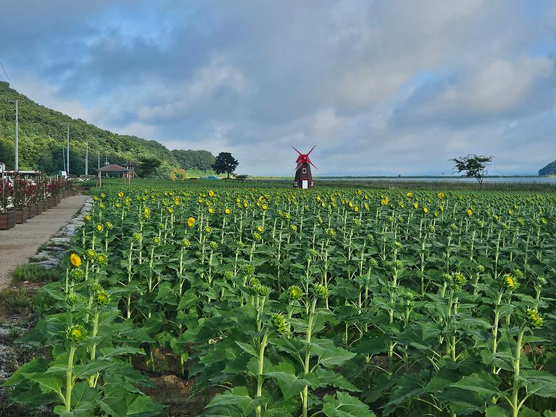 해바라기_정원1