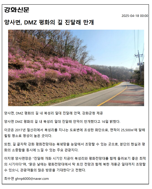 양사면_DMZ_평화의_길_진달래_만개_