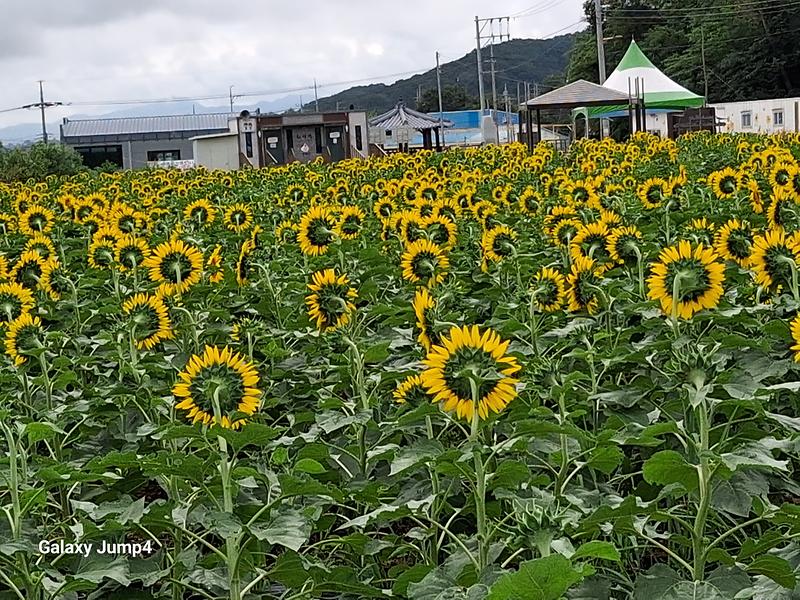 26.8.26.(수) 난정해바라기 개화 현황  사진