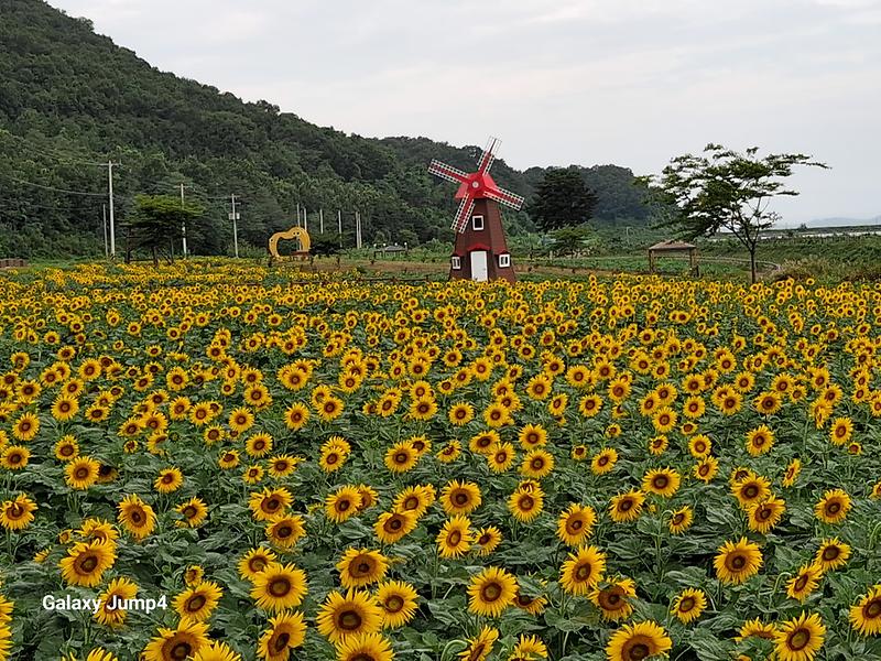26.8.26.(목) 난정해바라기 개화 현황 사진