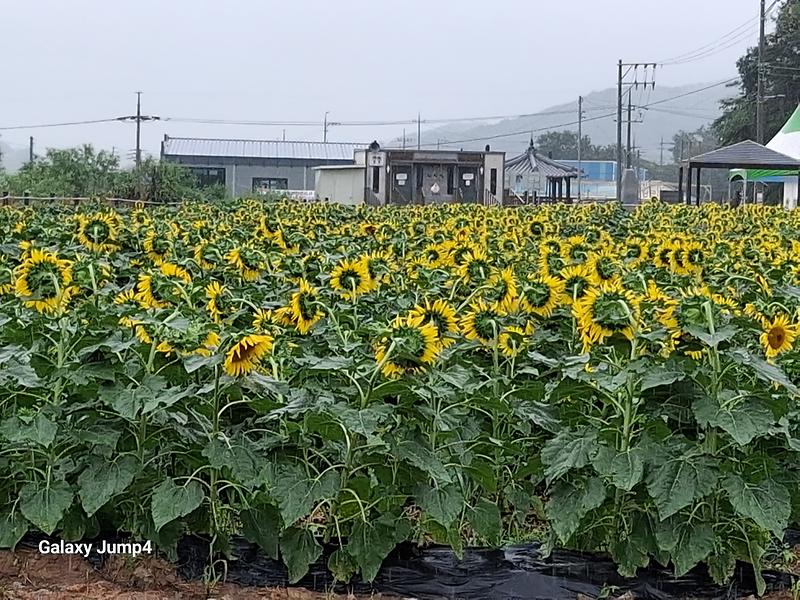 26.8.31.(월) 난정해바라기 개화 현황 사진