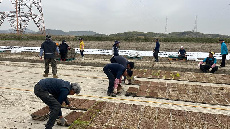 불은면 주민자치위원회, 불우이웃 돕기 기금 마련을 위한 모내기 작업 진행 사진