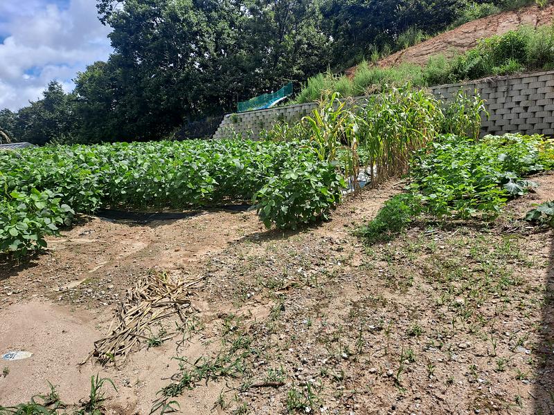 20250816_110817.jpg 이미지