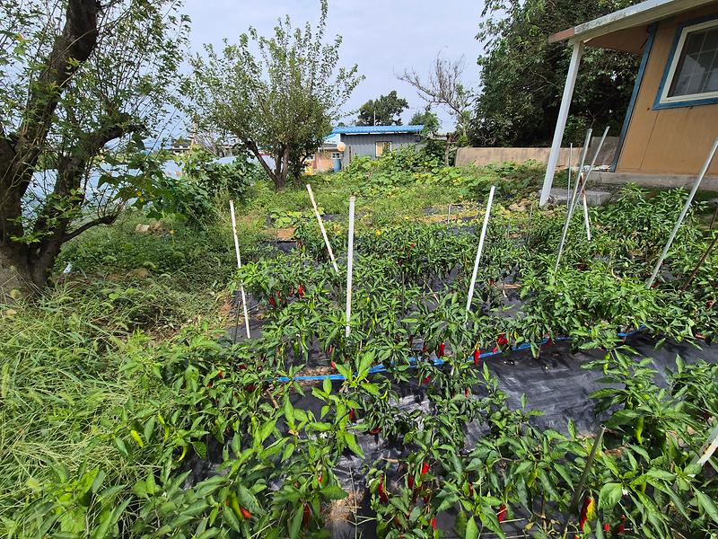 KakaoTalk_20250909_131813326_14.jpg 이미지