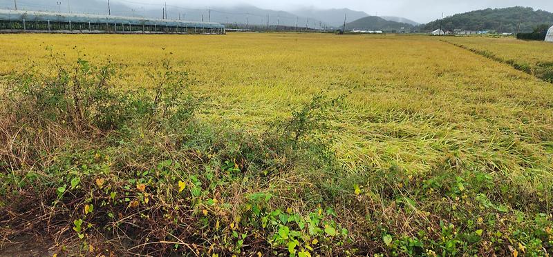 KakaoTalk_20251010_173329906_06.jpg 이미지