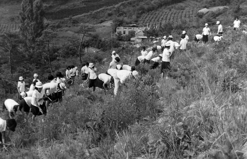 풀베기 모습 사진