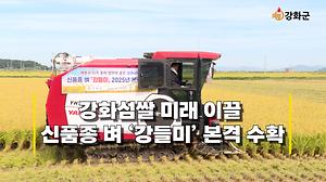 강화섬쌀 미래 이끌 신품종 벼 ‘강들미’ 본격 수확 사진