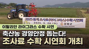 강화 축산농 경영안정 돕는다!💪조사료(이탈리안 라이그라스) 수확 시연회🌾 사진