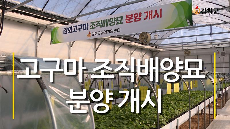  강화군농업기술센터 고구마 조직배양묘 분양 이미지