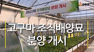  강화군농업기술센터 고구마 조직배양묘 분양 사진