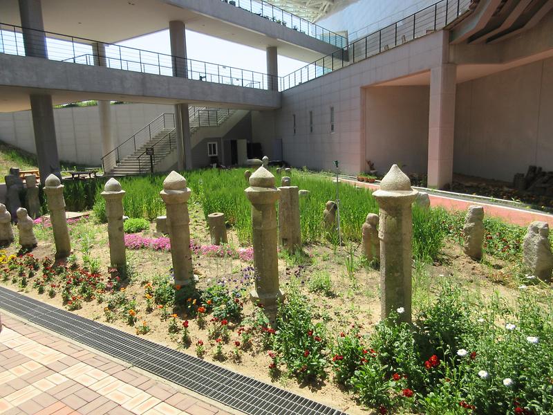 청보리밭.jpg 이미지