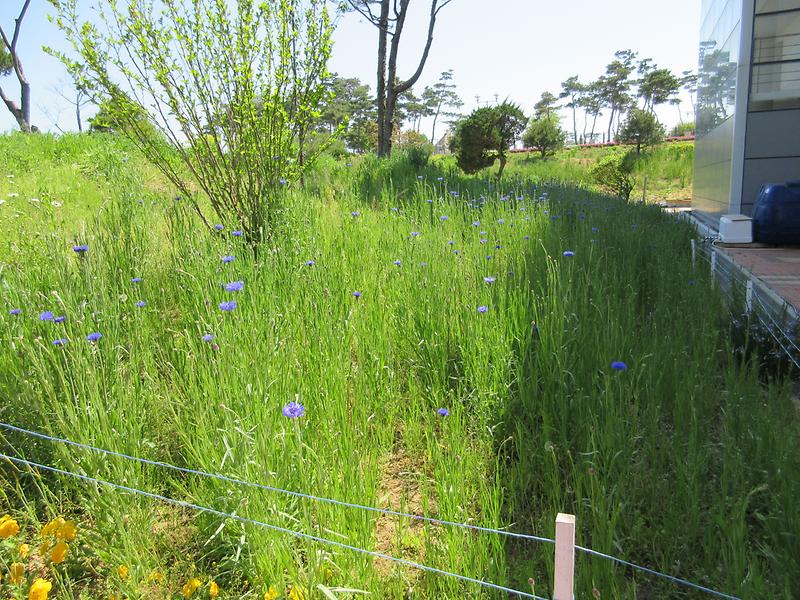 수레국화.jpg 이미지