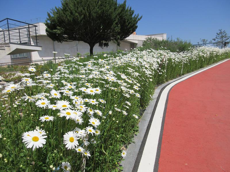 샤스타데이지.jpg 이미지