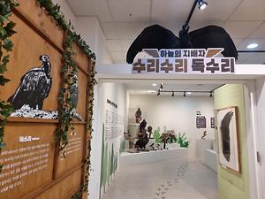2026년 강화자연사박물관 상반기 기획전시 『하늘의 지배자 : 수리수리 독수리』 사진