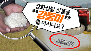 [오늘의 강화군] 강화섬쌀 신품종 '강들미'를 아시나요?😍🌾｜강들미 본격 수확 START 사진