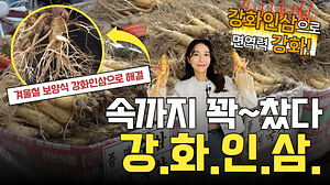 [오늘의 강화군] 속까지 꽉~찼다! 강화 인삼💛ㅣ겨울철 보양식 ‘강화 인삼’으로 해결하세요!ㅣ강화 인삼으로 면역력 강화하자💪 사진