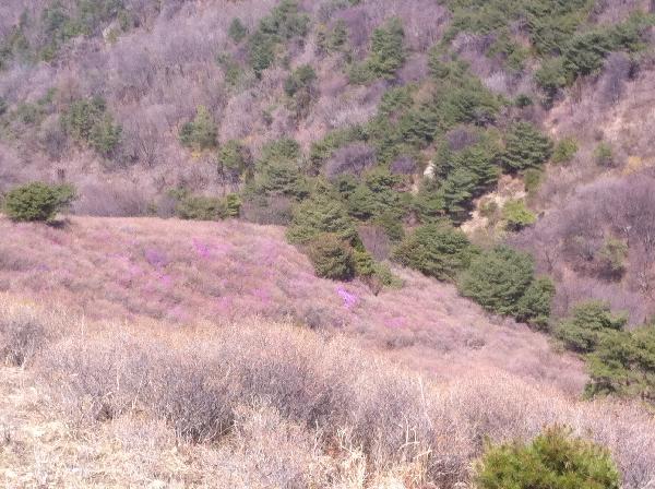 일요일개화모습