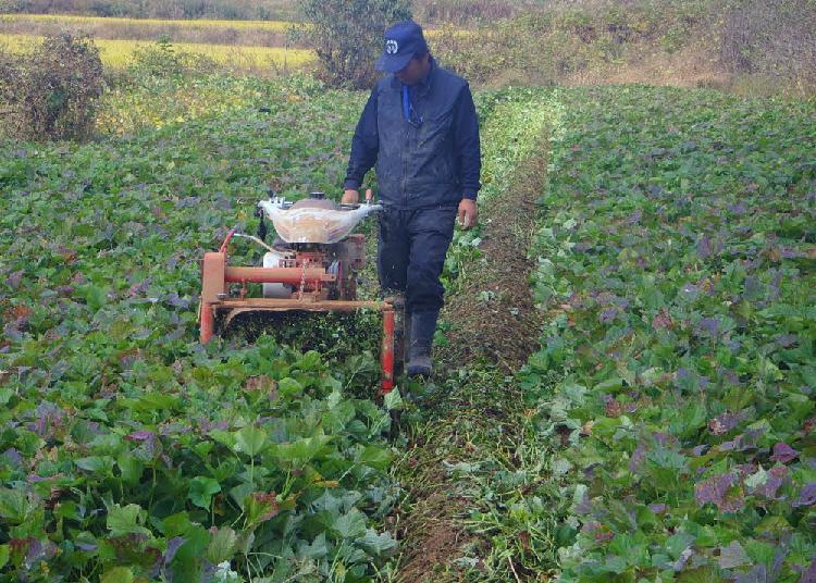 고구마순제거기