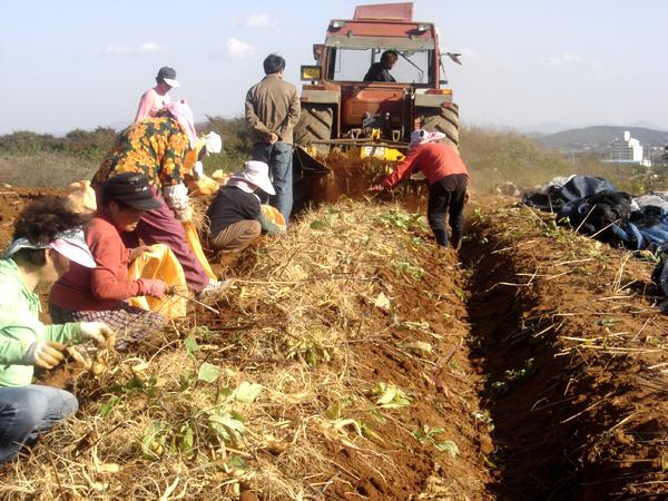 인삼수확기2
