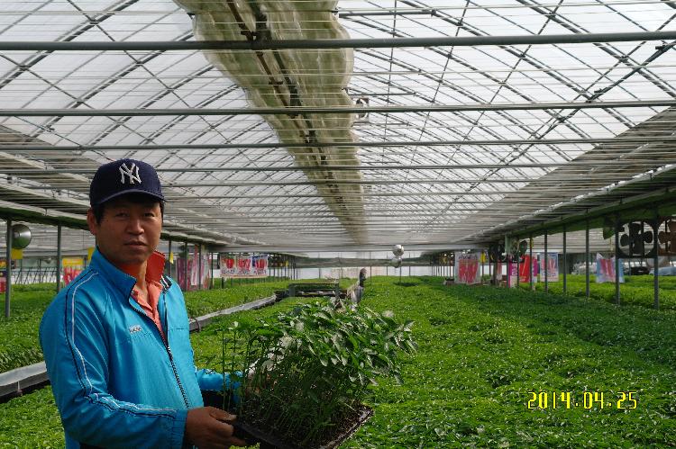 고추육묘장병성