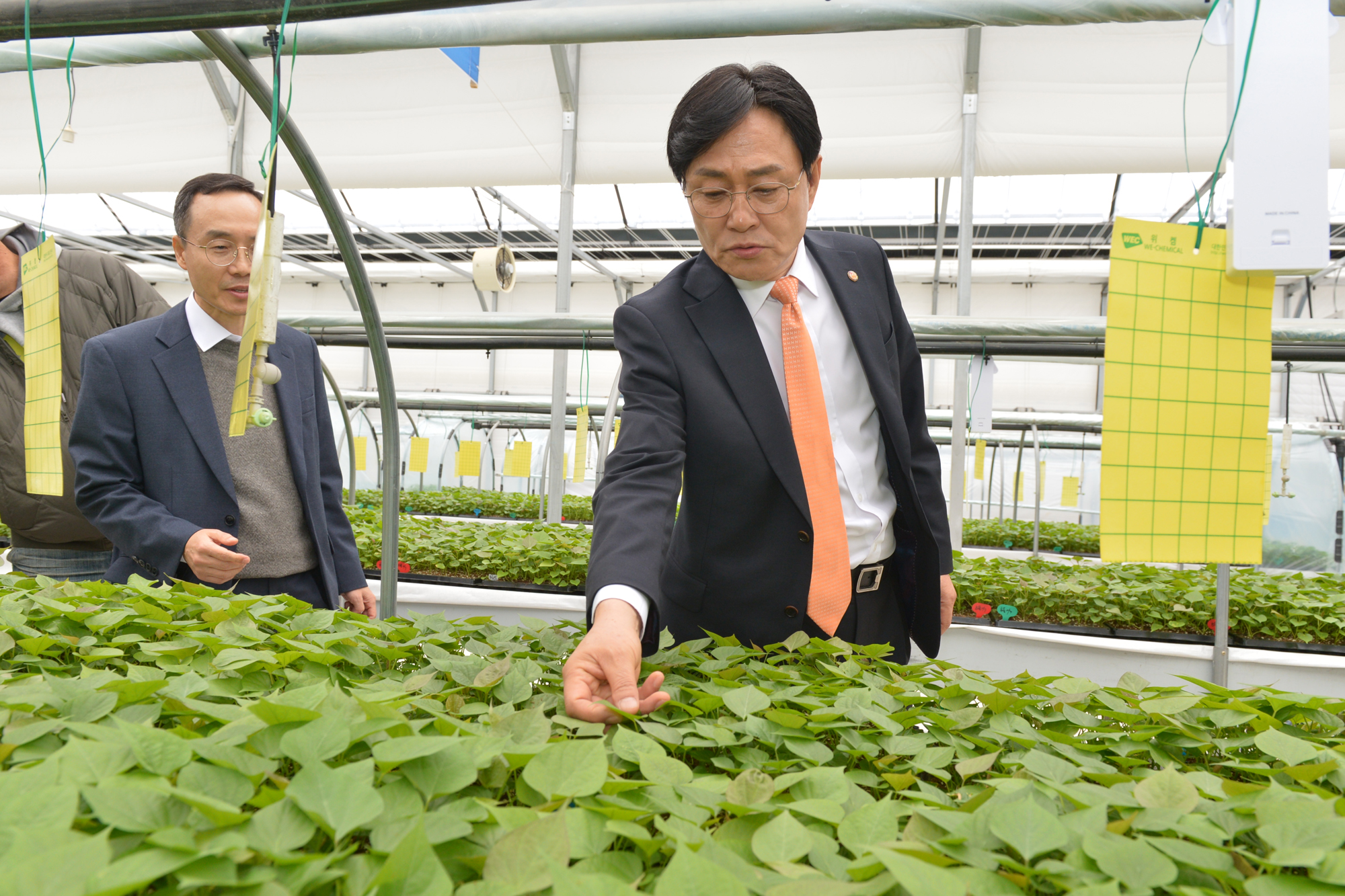  강화고구마_조직배양묘_분양현장_확인_(13).jpg 이미지