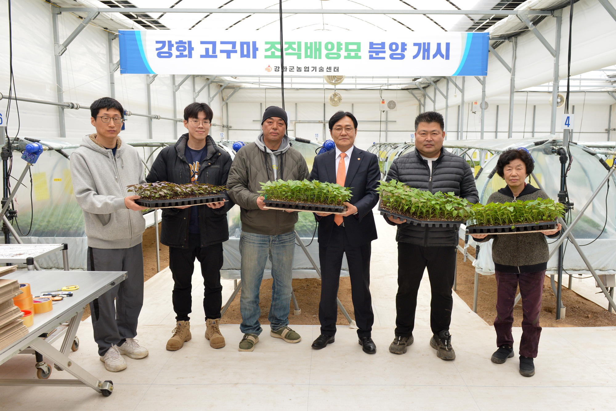  강화고구마_조직배양묘_분양현장_확인_(15).jpg 이미지