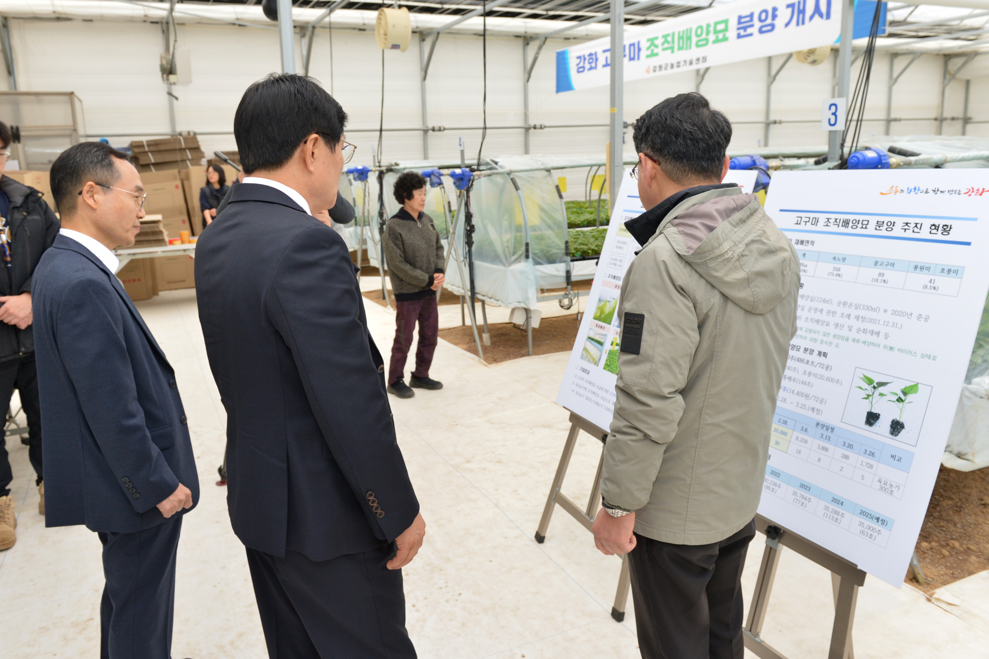  강화고구마_조직배양묘_분양현장_확인_(3).jpg 이미지