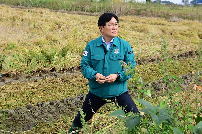 벼_도복피해현장_확인_(16).jpg 이미지