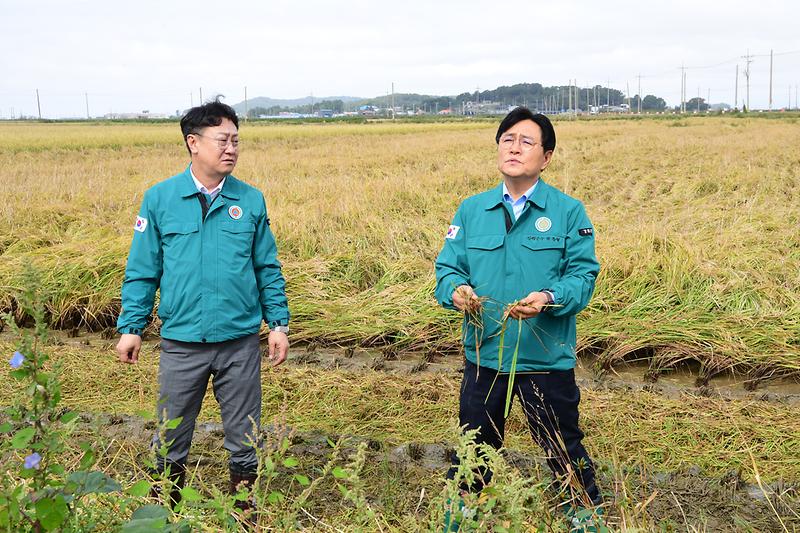 벼_도복피해현장_확인_(17).jpg 이미지