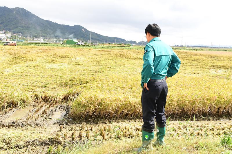 벼_도복피해현장_확인_(6).jpg 이미지