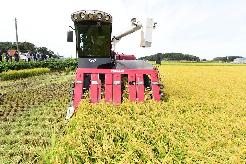 강들미_추수현장_확인_(11).jpg 이미지