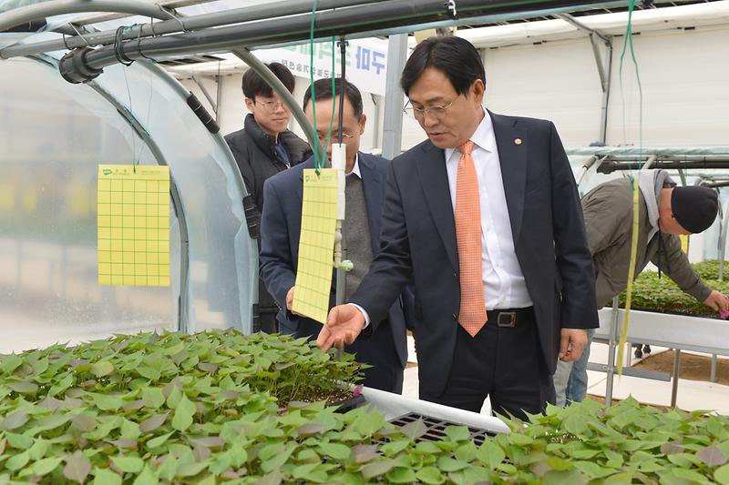 강화고구마조직배양묘 분양현장 확인 사진