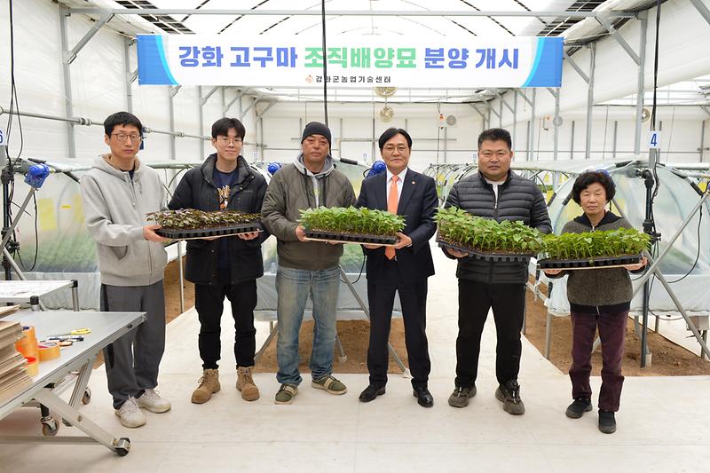 강화고구마_조직배양묘_분양현장_확인_(15).jpg 이미지