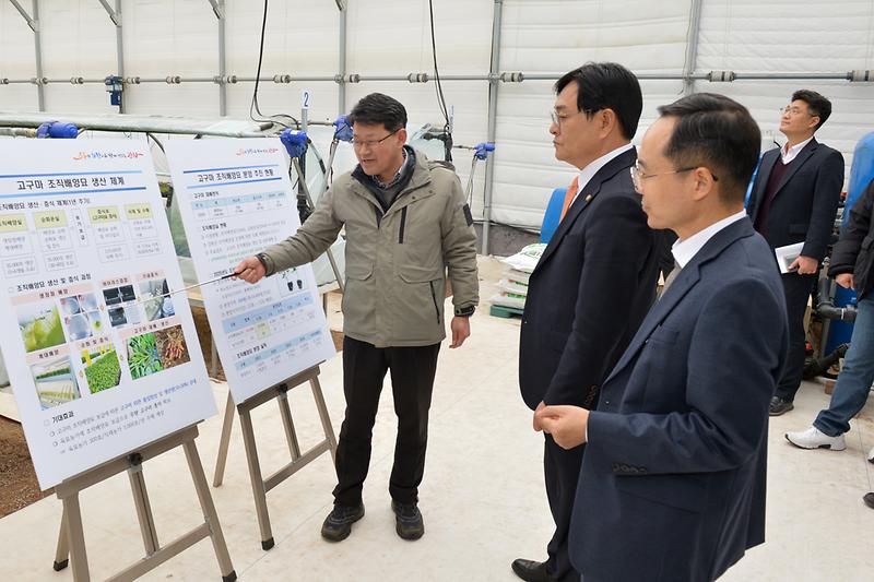 강화고구마_조직배양묘_분양현장_확인_(2).jpg 이미지