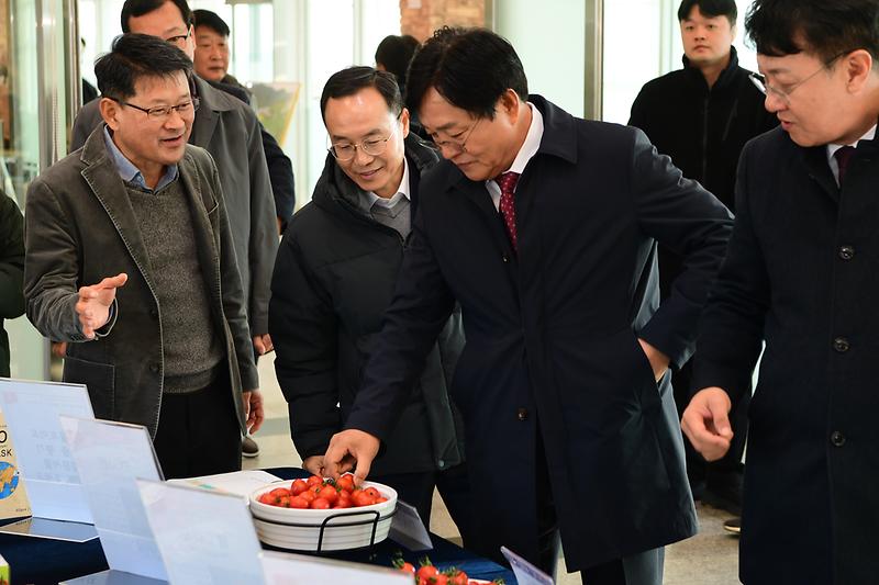 강화섬_토마토_품종평가회_(1).jpg 이미지
