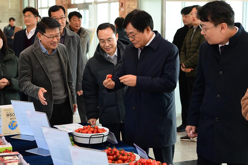 강화섬_토마토_품종평가회_(2).jpg 이미지