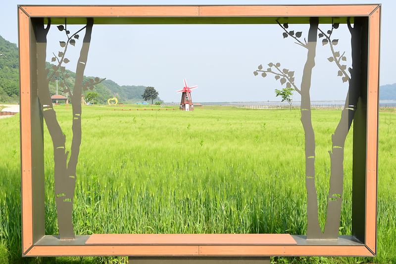 난정리_청보리_축제_(1).jpg 이미지