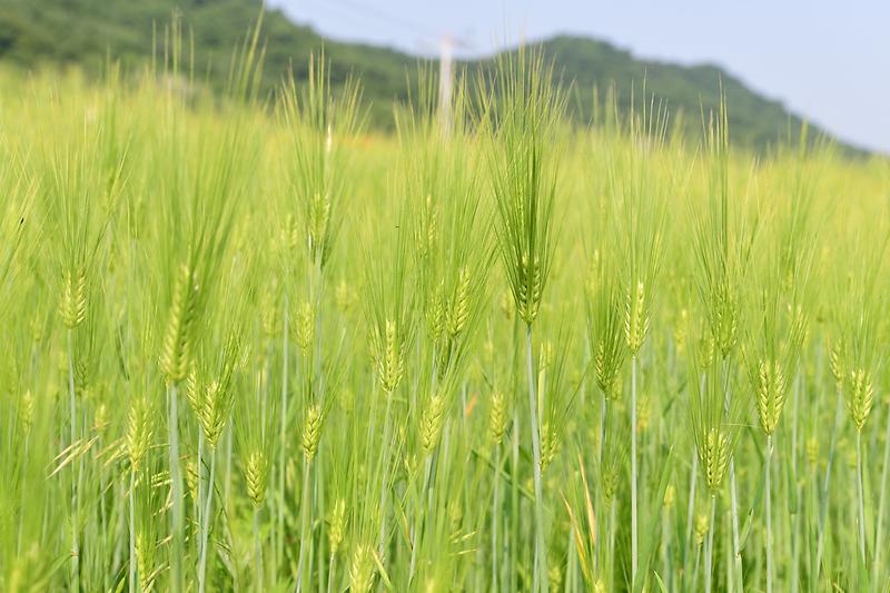 난정리_청보리_축제_(2).jpg 이미지