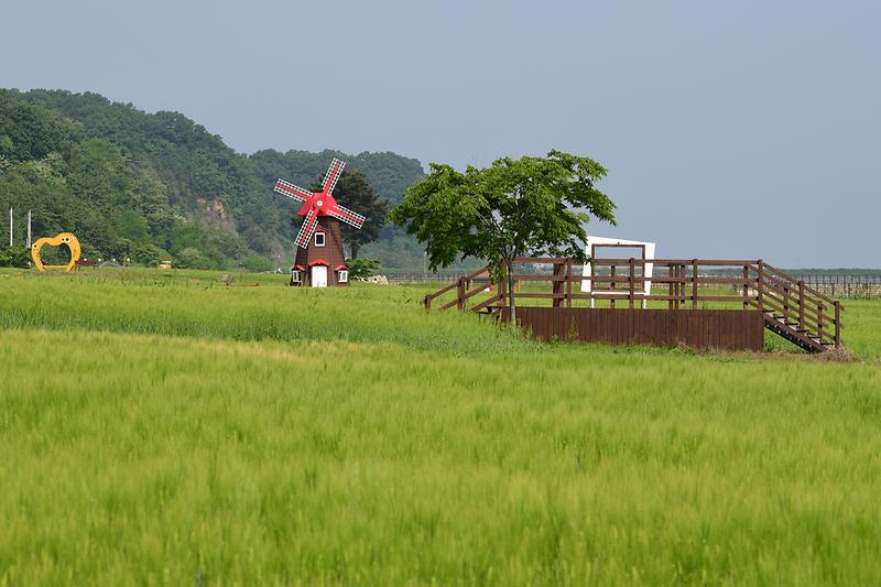 난정리_청보리_축제_(4).jpg 이미지