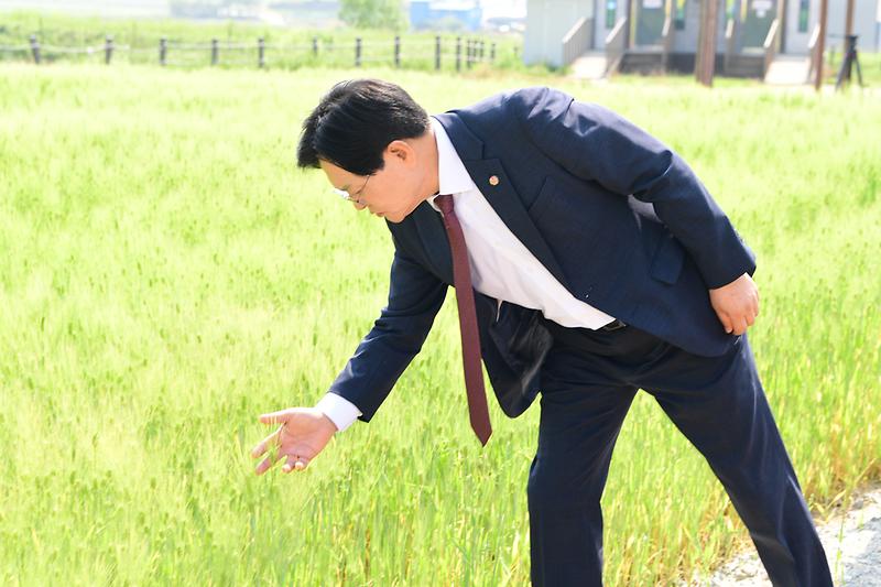 난정리_청보리_축제_(6).jpg 이미지