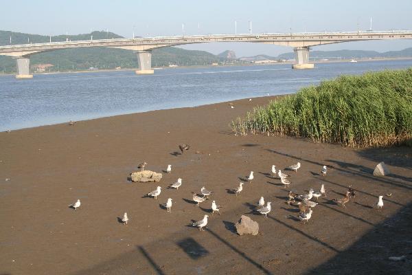 초지진괭이갈매기